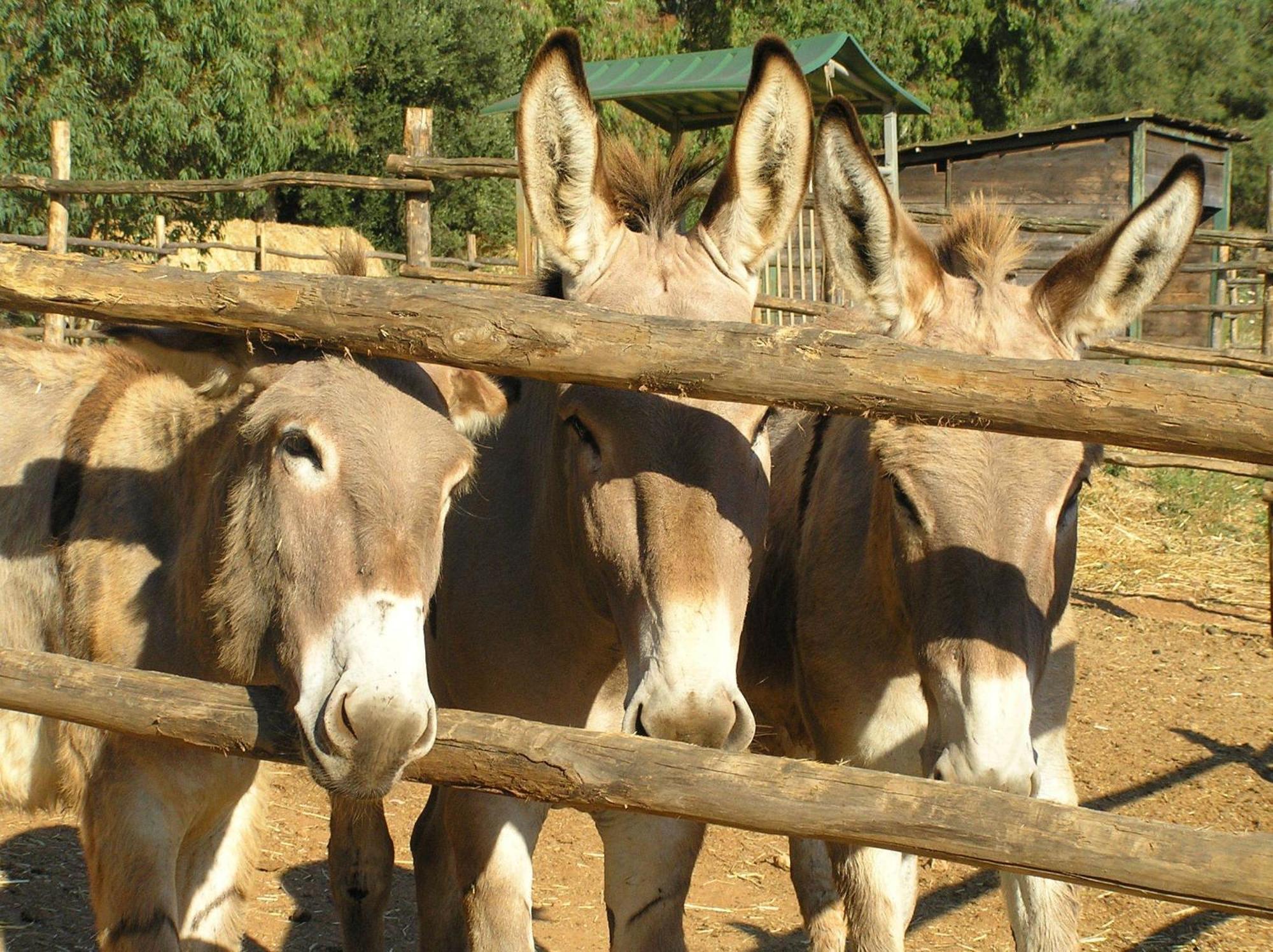 Agriturismo Grazia Orbetello Zewnętrze zdjęcie